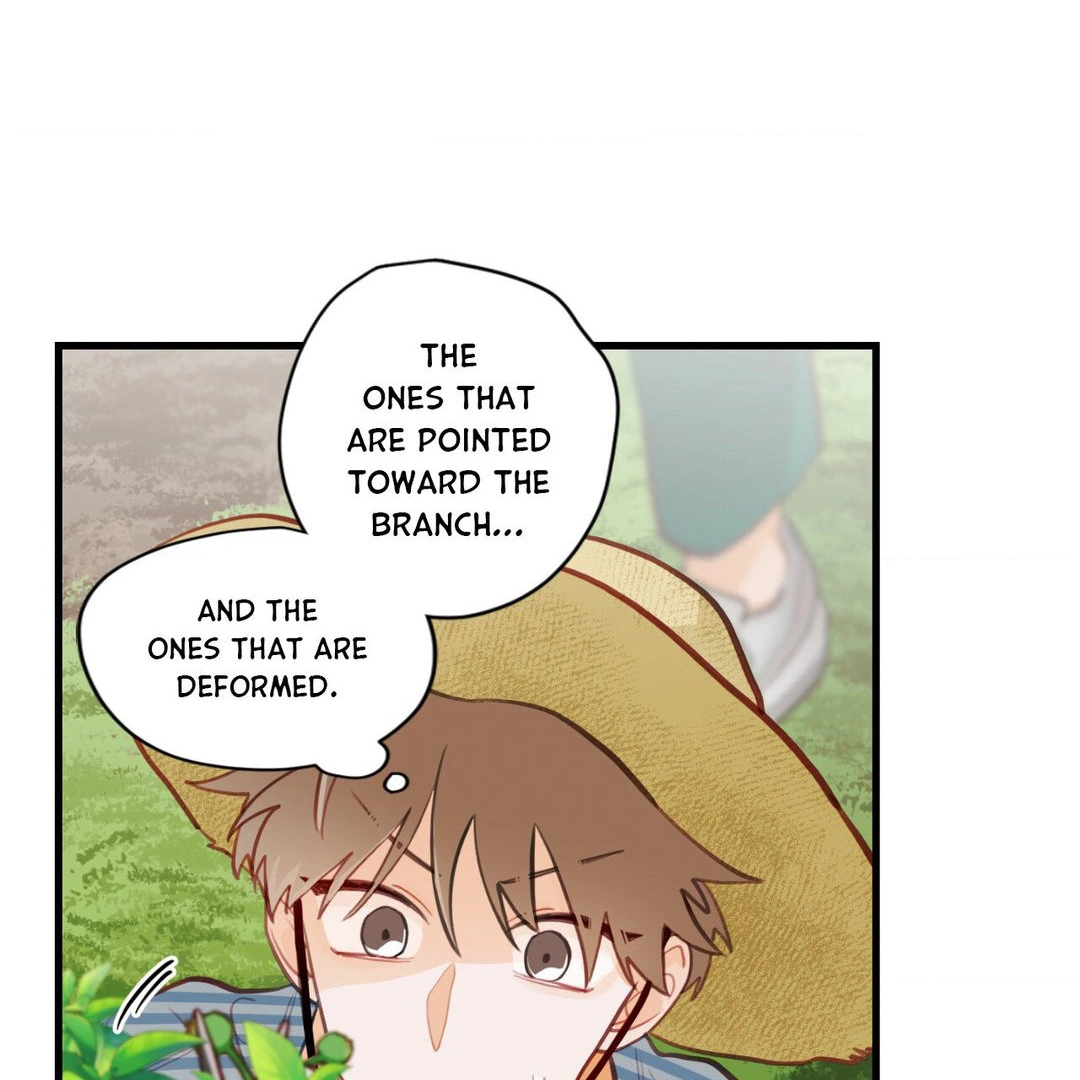 When Pear Blossoms Bloom - Chapter 16 manhwa