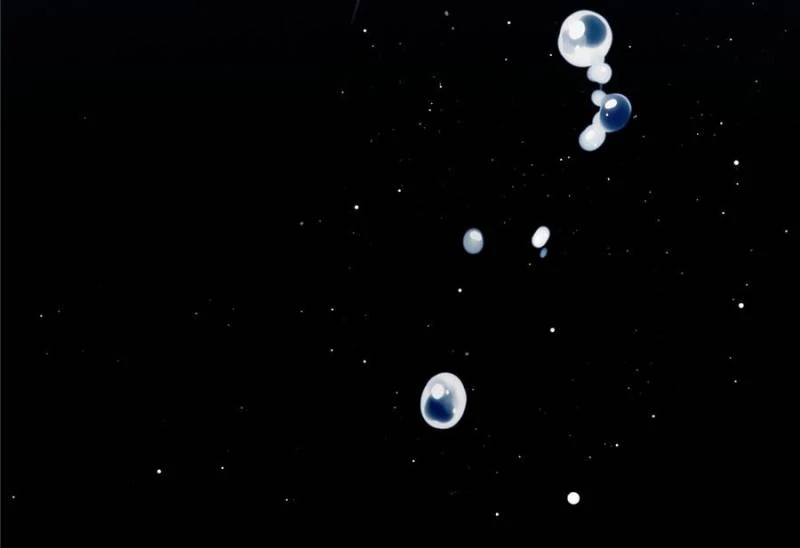 I Suspect the Actor is Fishing for Me (Official) - Chapter 1 manhwa