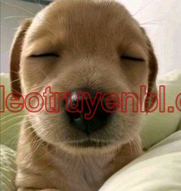 HANG RẮN - Chapter 14_3 manhwa